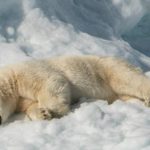 A baptism with icy waters: Fieldwork training in Svalbard