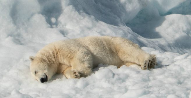 A baptism with icy waters: Fieldwork training in Svalbard