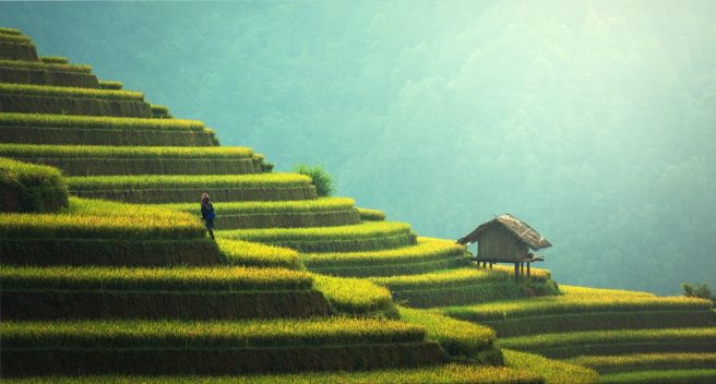 Scientists crack the code to improve stress tolerance in plants