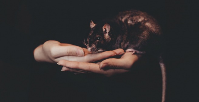 EPA plans to eliminate animal testing and explore alternative methods