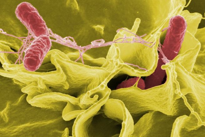 Newly discovered mechanism of gene regulation underlies bacterial virulence