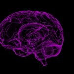 “Social brain” changes structure with evolving concept of fairness
