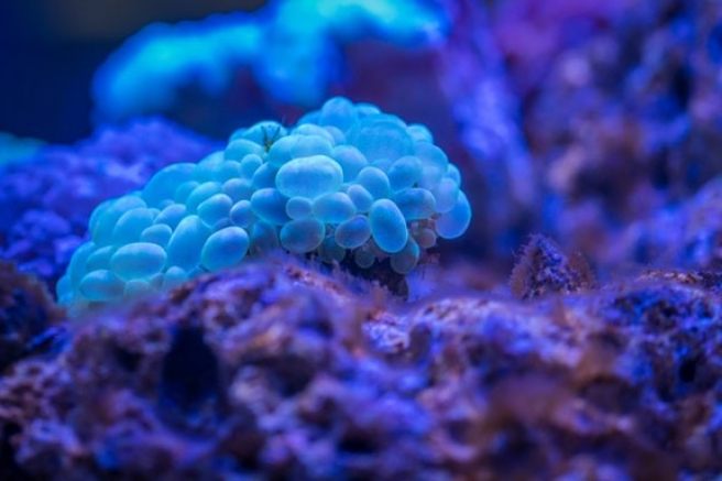 The threat of multidrug resistance: One step toward unraveling the rise of superbacteria