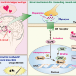 New protein function could be key to treatment of drug addiction and behavioral disorders