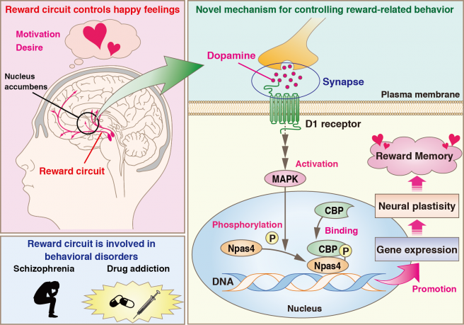 New protein function could be key in treating drug addiction and behavioral disorders