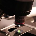 New image analysis method for time-lapse microscopy shows how giant viruses infect amoeba