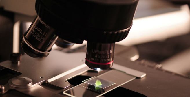 New image analysis method for time-lapse microscopy shows how giant viruses infect amoeba