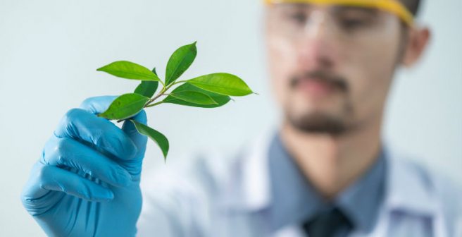 New study on recently discovered chlorophyll molecule could be key to better solar cells