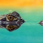 Predatory journals dupe scientists into peer reviewing for them