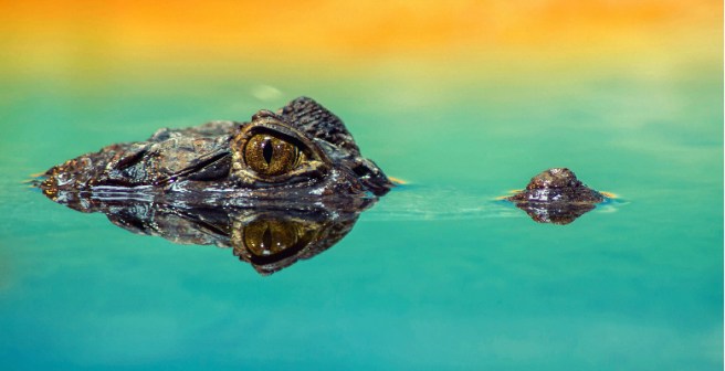 Predatory journals dupe scientists into peer reviewing for them