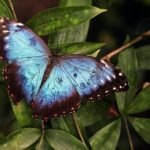 How a molecular “alarm” system in plants protects them from predators