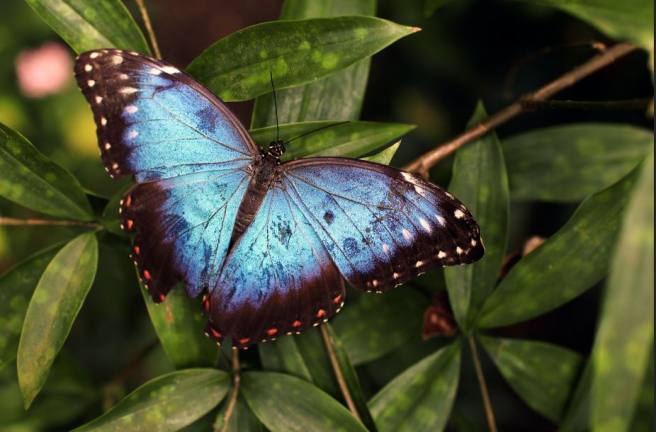  How a molecular “alarm” system in plants protects them from predators