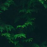 Efficient laser technique can convert cellulose into biofuel