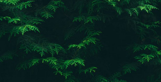 Towards a green future: Efficient laser technique can convert cellulose into biofuel