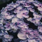 Lilacs and memory - loss of smell