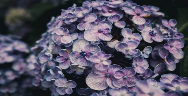 Lilacs and memory – loss of smell in a laboratory