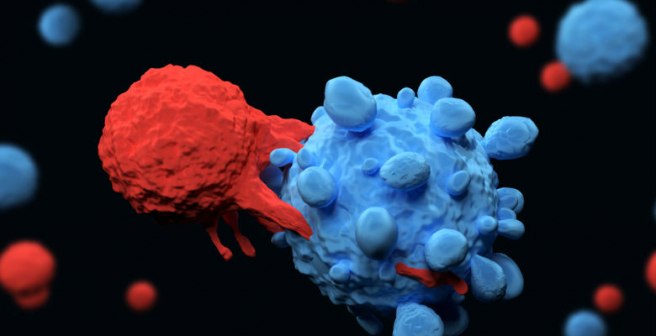 Scientists unravel how the immune checkpoint protein PD-L2 is regulated