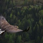Peer review: A bird’s eye view
