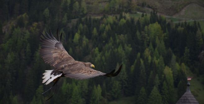 Peer review: A bird’s eye view
