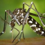 Lab-on-paper strip: Small, inexpensive platform for diagnosing tropical fevers