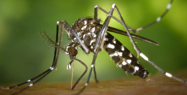 Lab-on-paper strip: Small, inexpensive platform for diagnosing tropical fevers