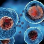 In Ancient Giant Viruses Lies the Truth Behind Evolution of Nucleus in Eukaryotic Cells