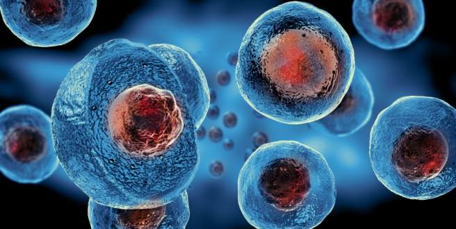 In Ancient Giant Viruses Lies the Truth Behind Evolution of Nucleus in Eukaryotic Cells