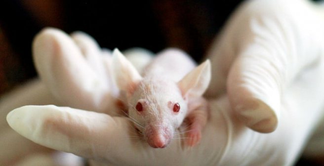 Top 5 ethical considerations in human and animal studies