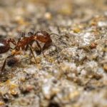 Freezing ants allows scientists to decipher their navigational system