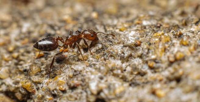 Freezing ants allows scientists to decipher their navigational system