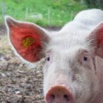 Decoding pig grunts using AI: A move towards animals’ mental wellbeing