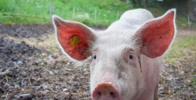 Decoding pig grunts using AI: A move towards animals’ mental wellbeing