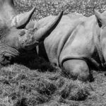 The northern white rhinos: A trip to extinction and back