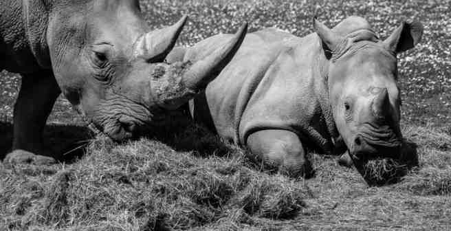 The northern white rhinos: A trip to extinction and back