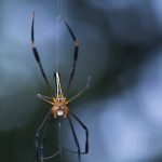 Forget aircrafts. It’s the age of spider-crafts!