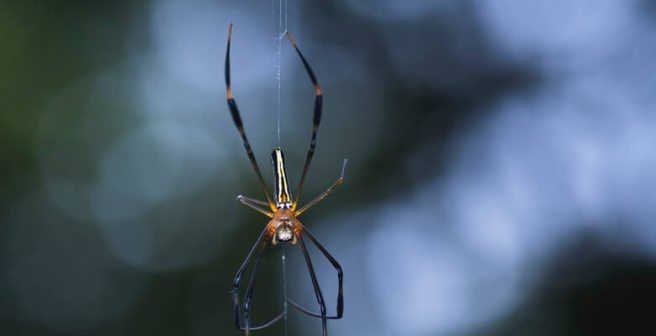 Forget aircrafts. It’s the age of spider-crafts!