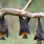 Climate change led “zoonotic spillover” to intensify risk of new infectious diseases