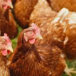 Bird influenza outbreaks remain a critical concern