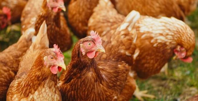 Bird influenza outbreaks remain a critical concern